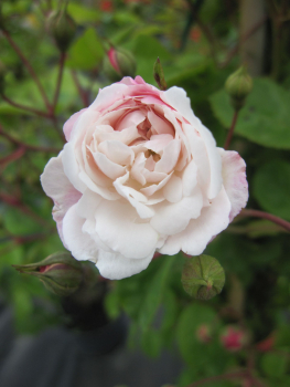 Kletterrose Felicite et Perpetue